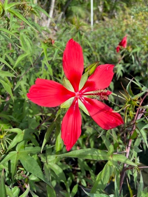 hibiscus-coccineus-blaze-star-swamp-hibiscus-scarlet-rosemallow