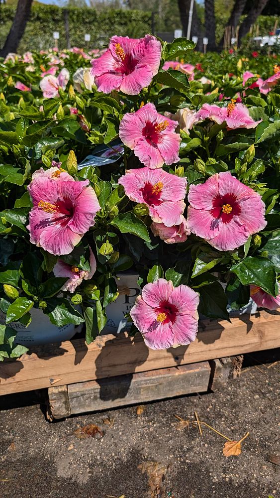 hibiscus-hollywood-america-s-sweetheart