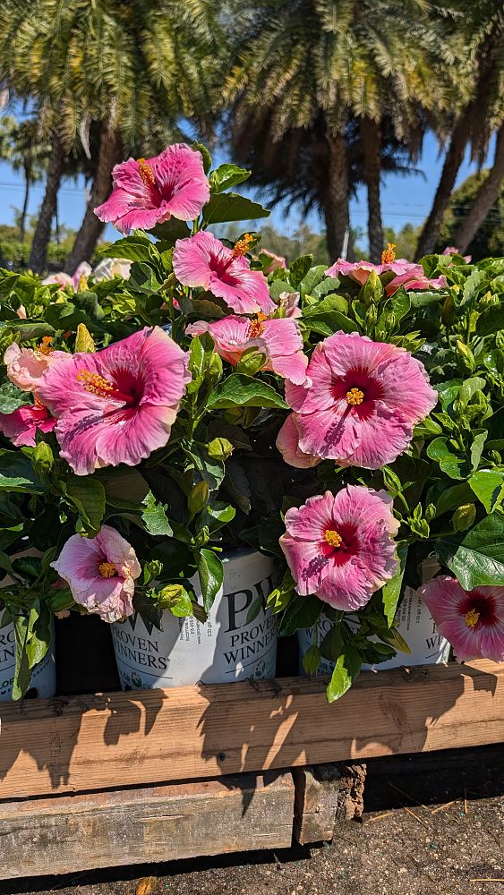 hibiscus-hollywood-america-s-sweetheart