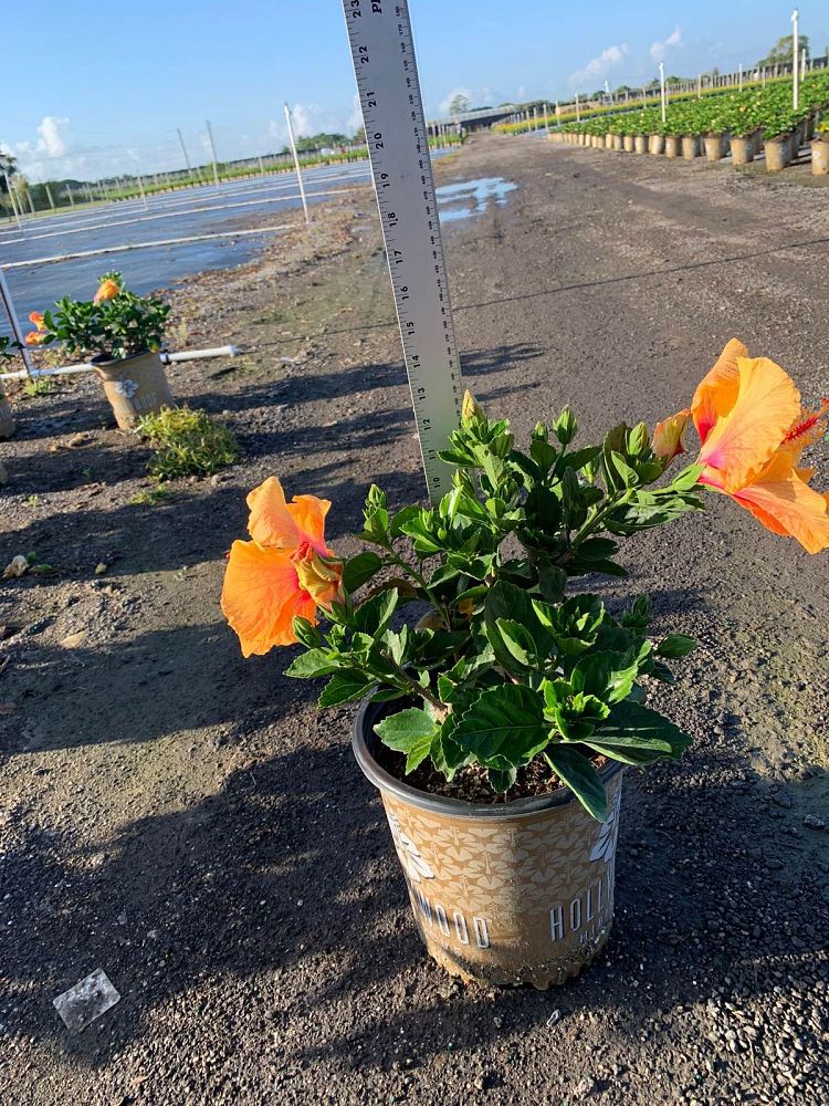 hibiscus-hollywood-disco-diva-tropical-hibiscus-rosa-sinensis