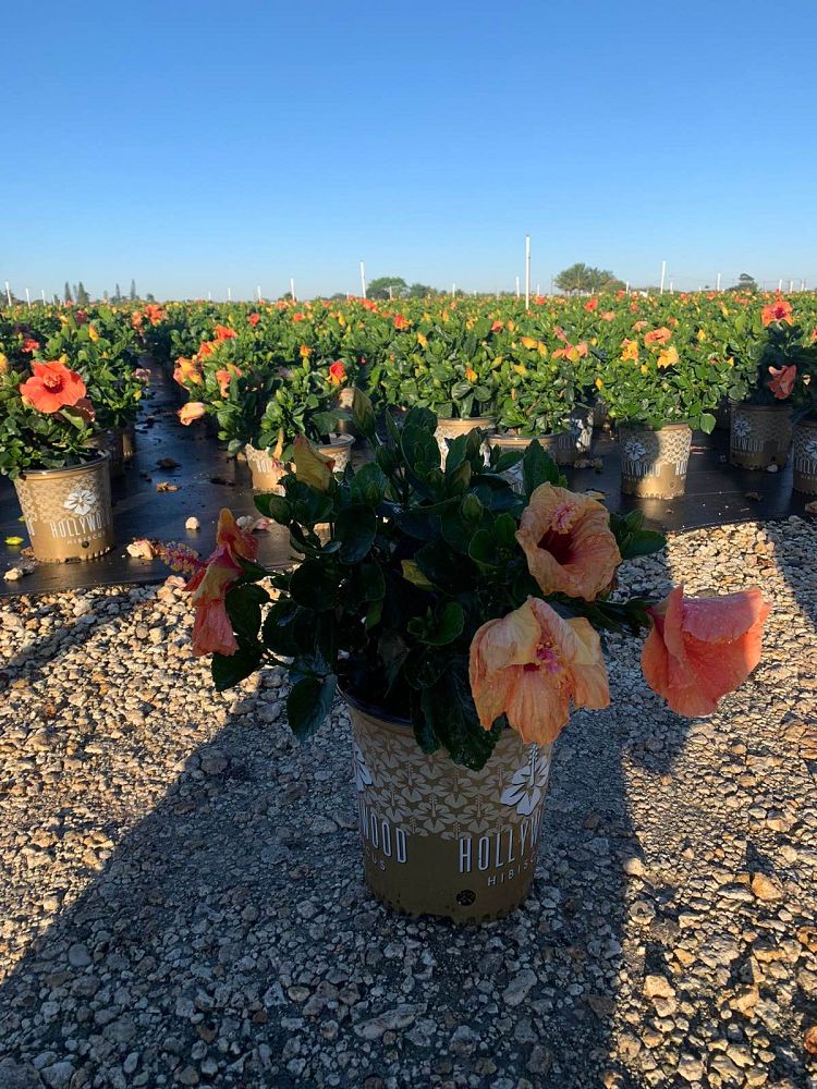 hibiscus-hollywood-disco-diva-tropical-hibiscus-rosa-sinensis