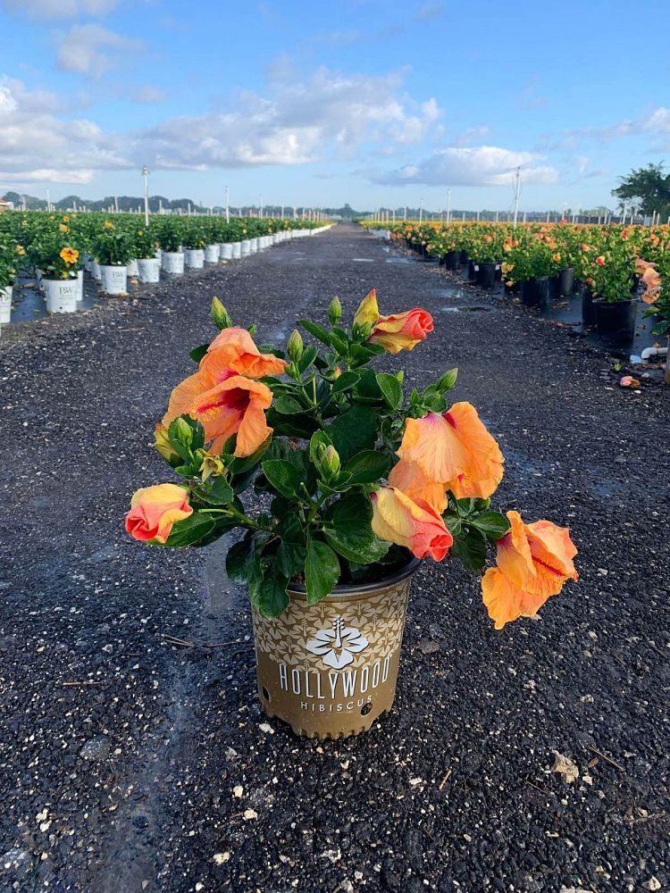 hibiscus-hollywood-disco-diva-tropical-hibiscus-rosa-sinensis