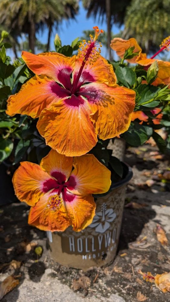 hibiscus-hollywood-disco-diva-tropical-hibiscus-rosa-sinensis