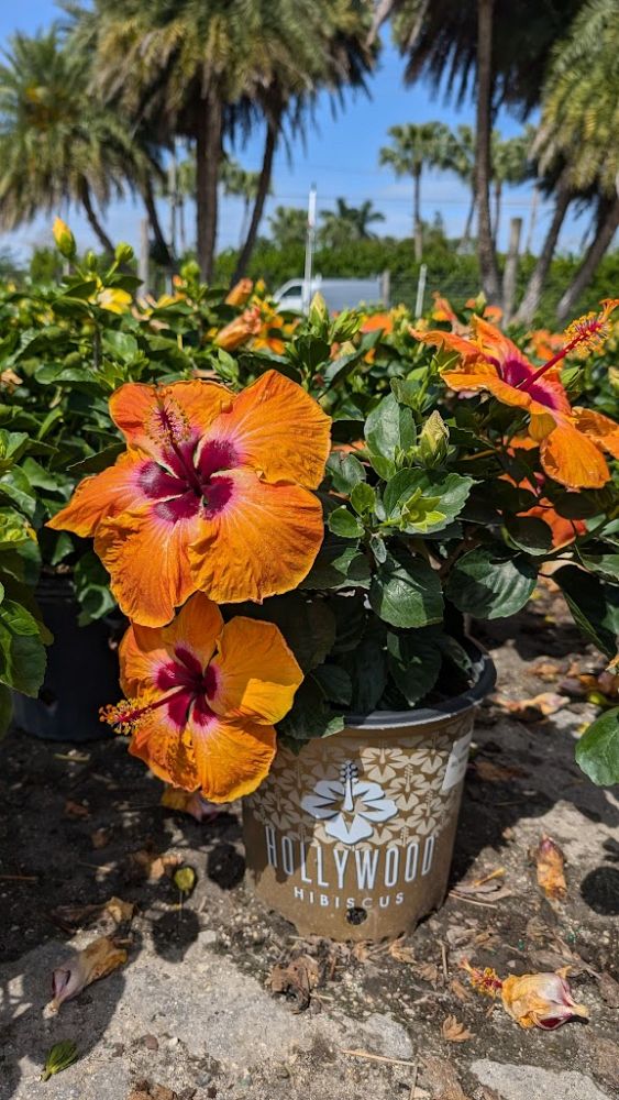 hibiscus-hollywood-disco-diva-tropical-hibiscus-rosa-sinensis