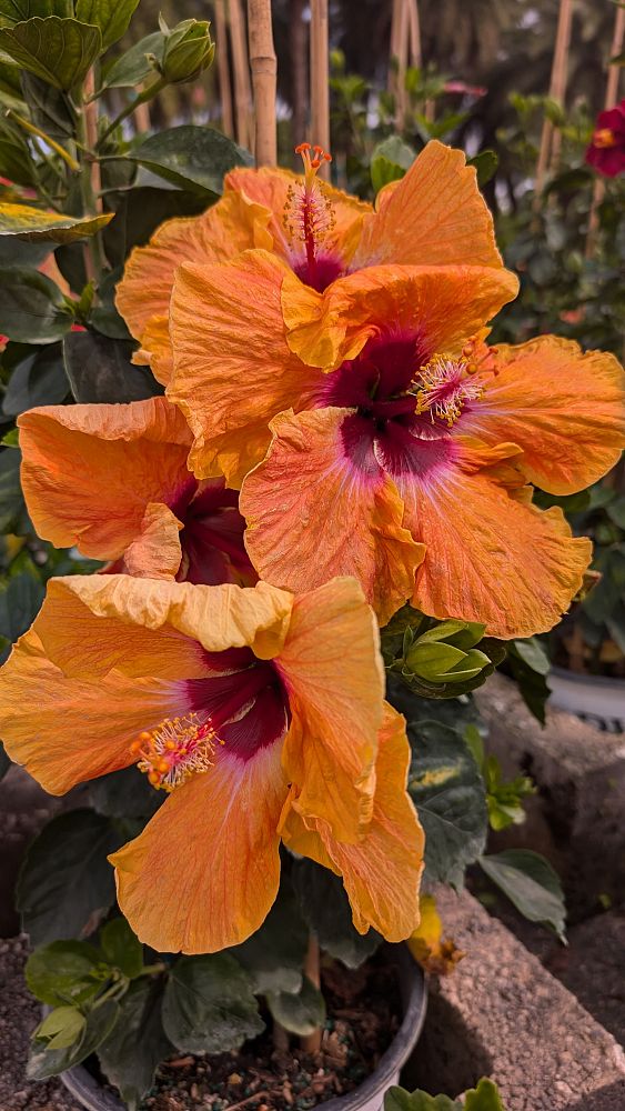 hibiscus-hollywood-disco-diva-tropical-hibiscus-rosa-sinensis