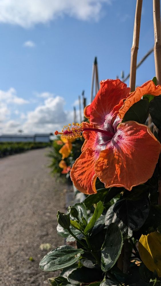 hibiscus-hollywood-disco-diva-tropical-hibiscus-rosa-sinensis