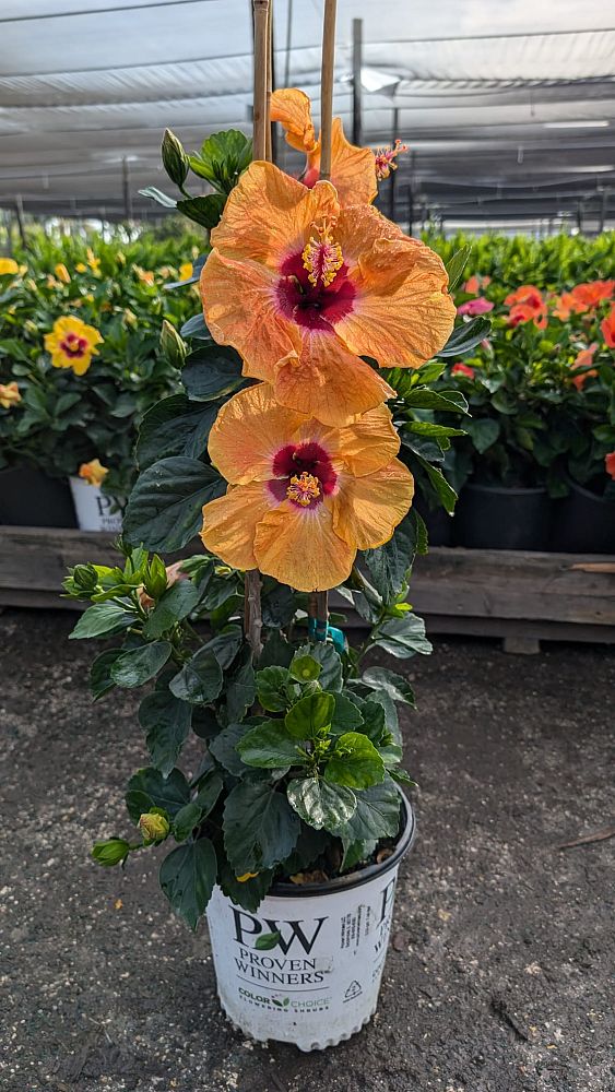 hibiscus-hollywood-disco-diva-tropical-hibiscus-rosa-sinensis