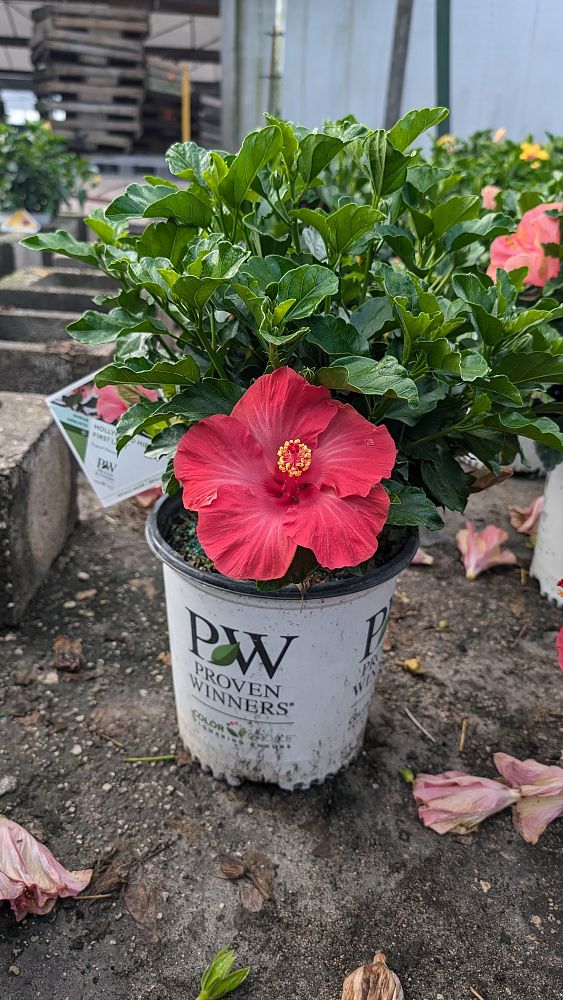 hibiscus-hollywood-first-lady-tropical-hibiscus-rosa-sinensis