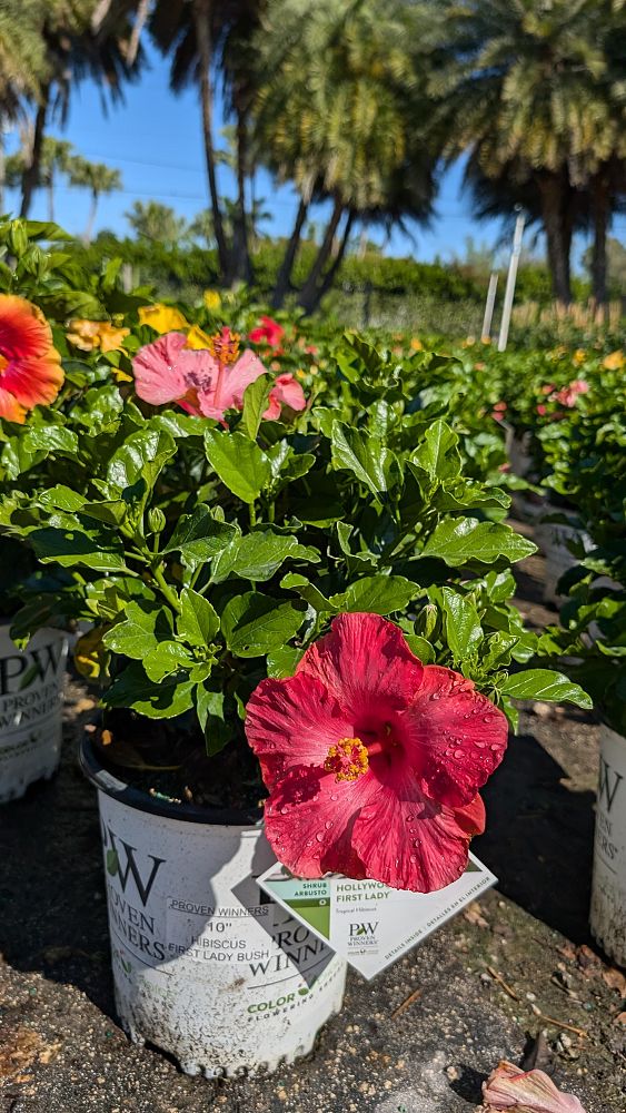 hibiscus-hollywood-first-lady-tropical-hibiscus-rosa-sinensis