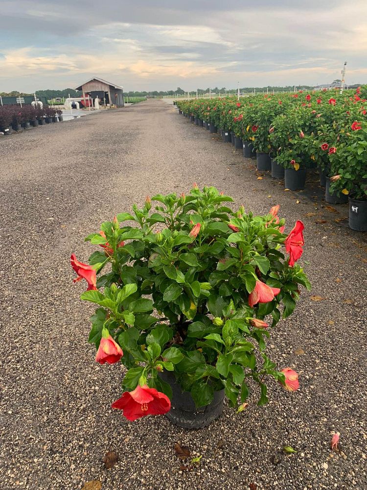 hibiscus-hollywood-first-to-arrive-tropical-hibiscus-rosa-sinensis