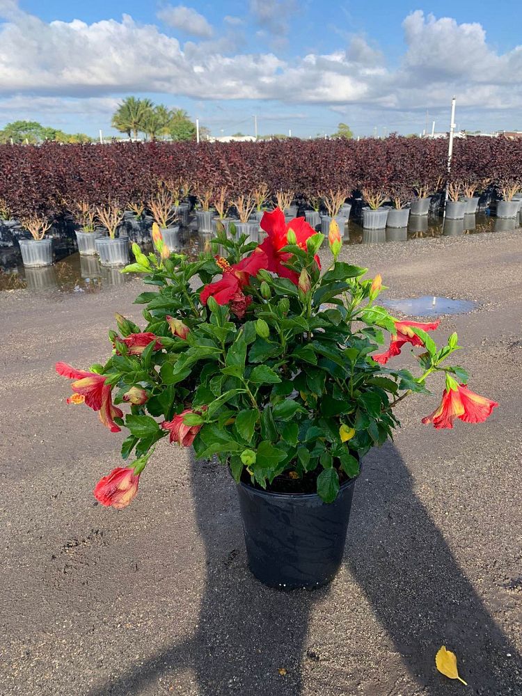 hibiscus-hollywood-first-to-arrive-tropical-hibiscus-rosa-sinensis