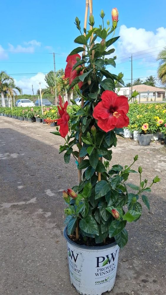 hibiscus-hollywood-first-to-arrive-tropical-hibiscus-rosa-sinensis