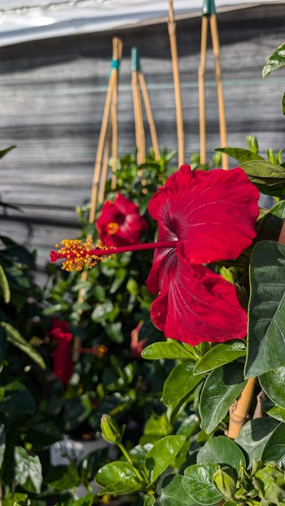 hibiscus-hollywood-first-to-arrive-tropical-hibiscus-rosa-sinensis