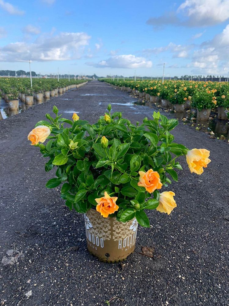 hibiscus-hollywood-rico-suave-tropical-hibiscus-rosa-sinensis