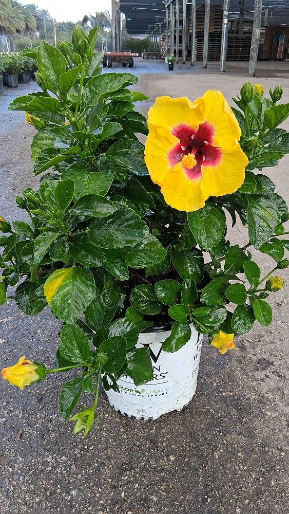 hibiscus-hollywood-rico-suave-tropical-hibiscus-rosa-sinensis