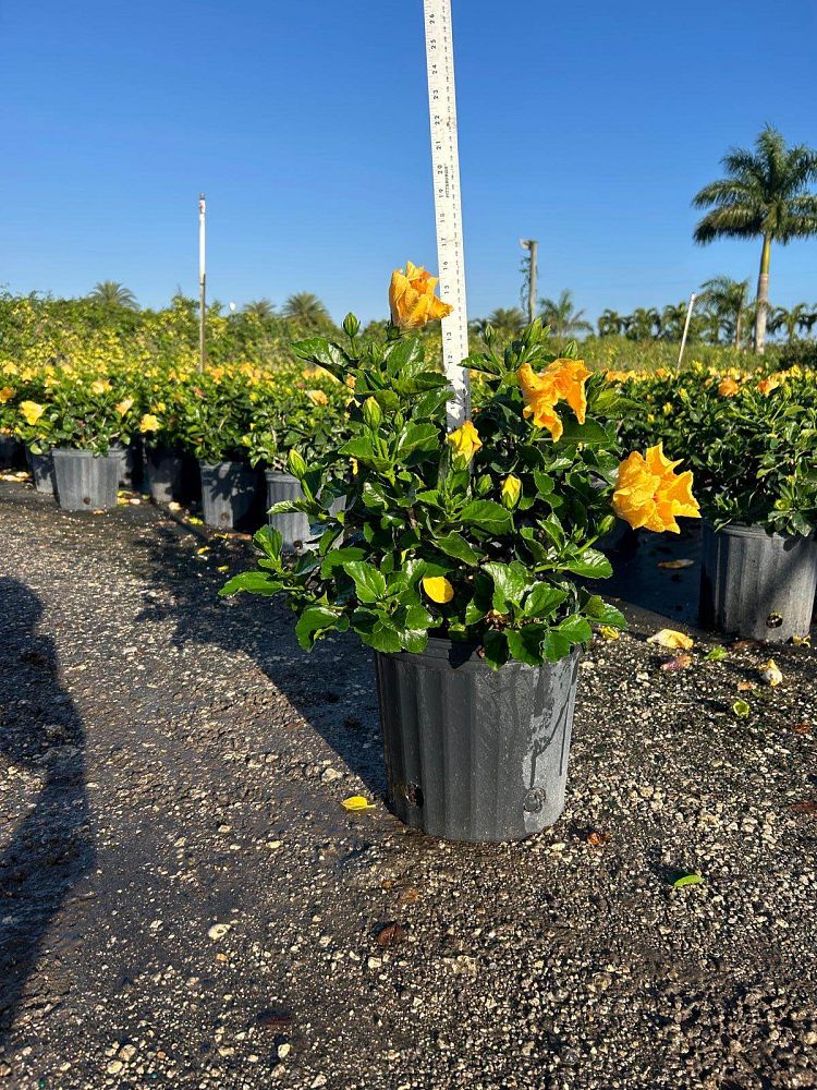 hibiscus-hollywood-rico-suave-tropical-hibiscus-rosa-sinensis