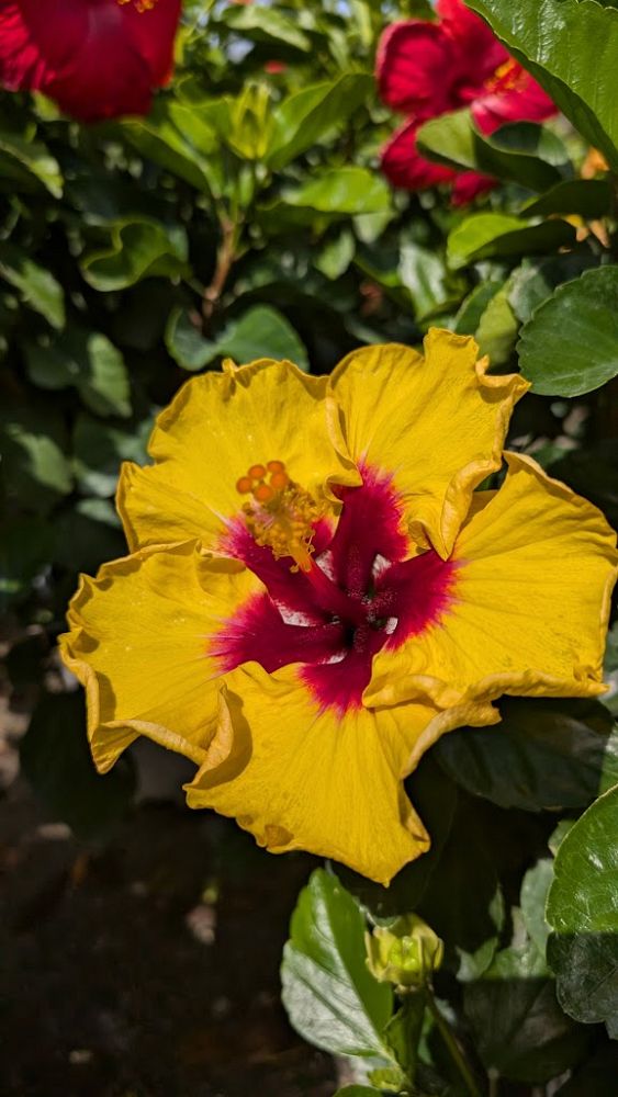 hibiscus-hollywood-rico-suave-tropical-hibiscus-rosa-sinensis