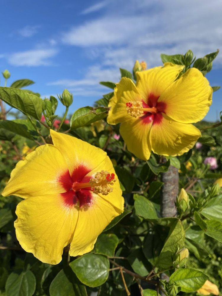 hibiscus-hollywood-rico-suave-tropical-hibiscus-rosa-sinensis