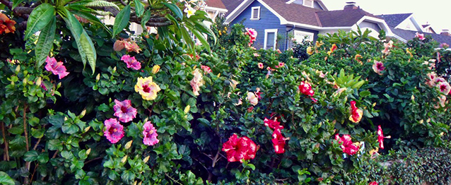 hibiscus-hollywood-starlet-tropical-hibiscus-rosa-sinensis