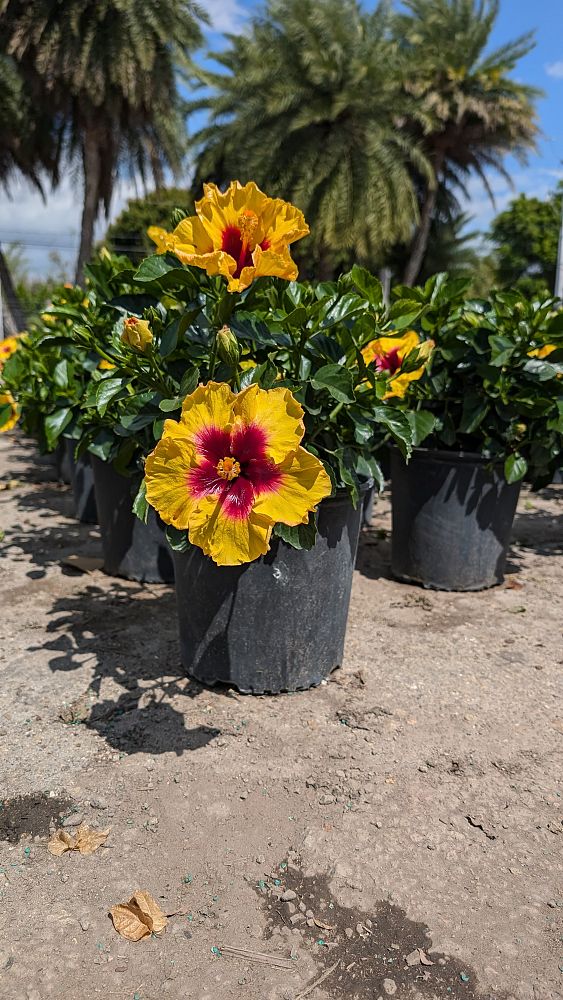 hibiscus-hybrids-exotic