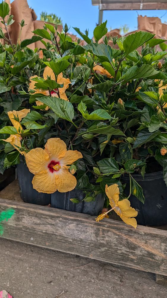 hibiscus-hybrids-exotic