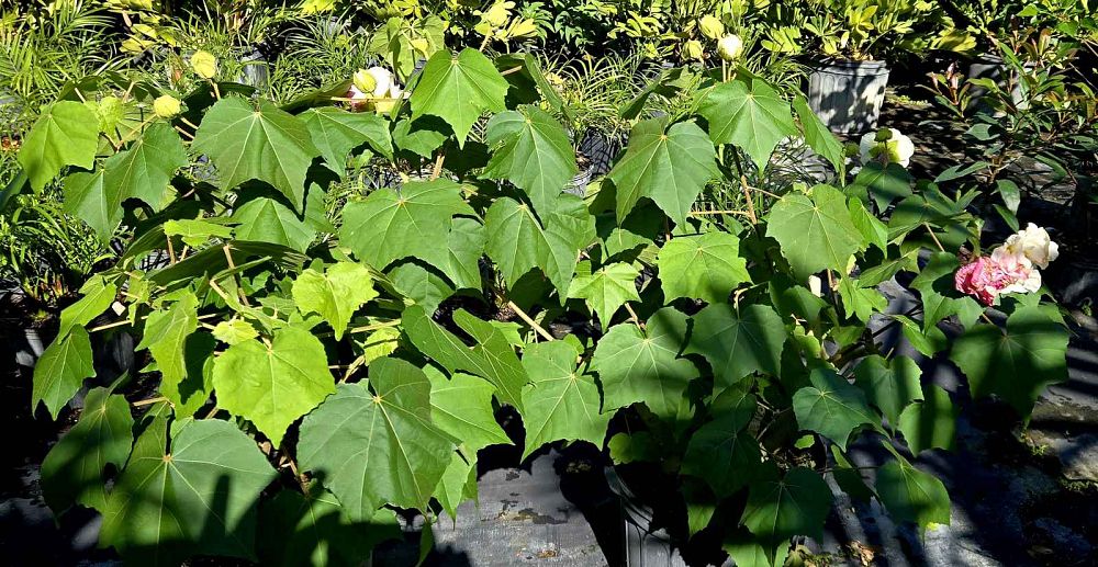 hibiscus-mutabilis-confederate-rose