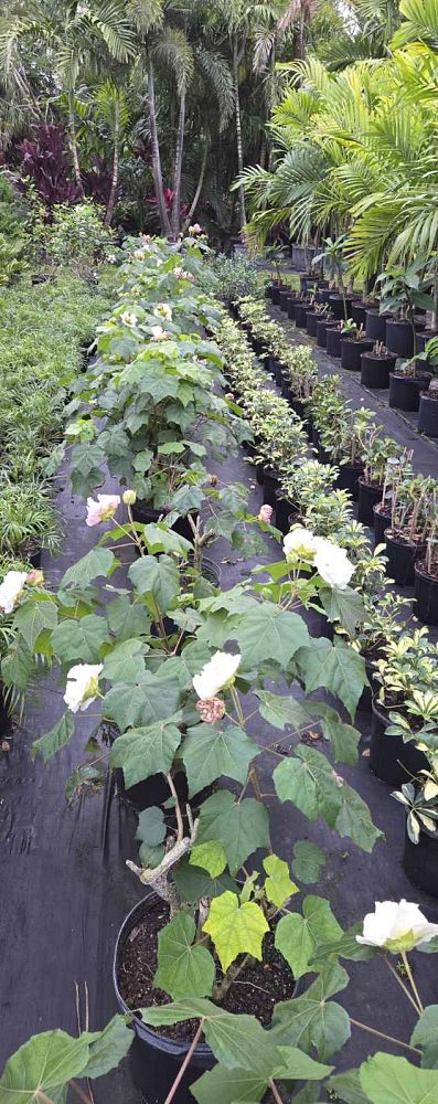 hibiscus-mutabilis-confederate-rose