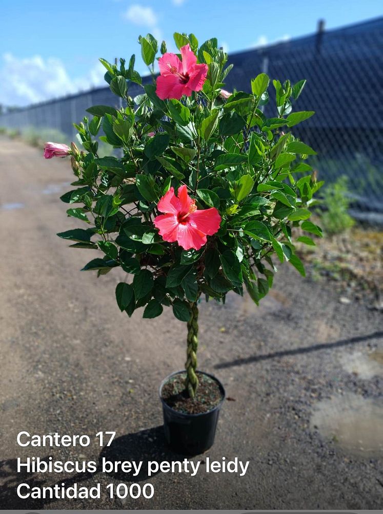 hibiscus-painted-lady