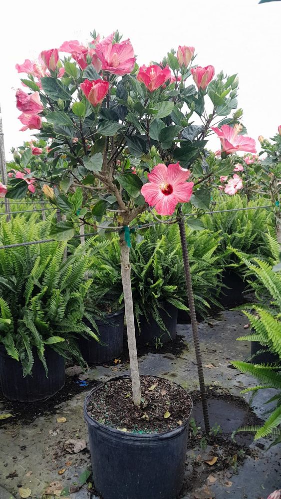 hibiscus-painted-lady