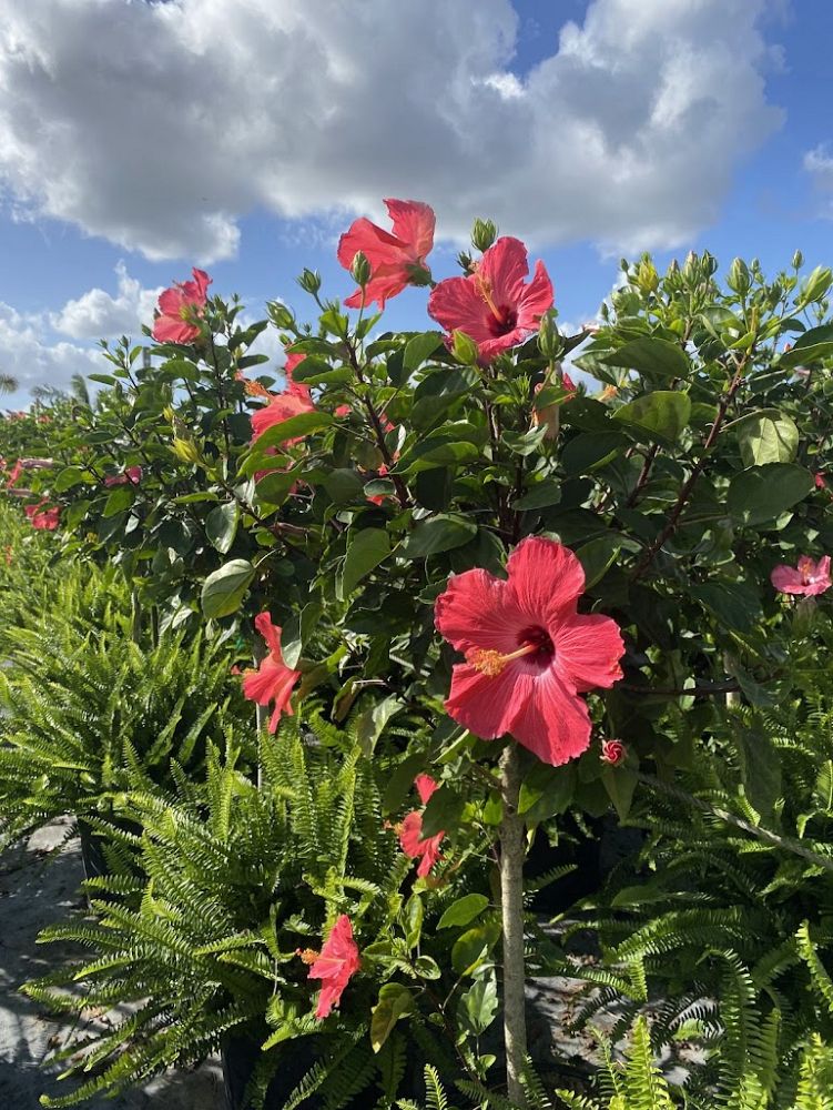 hibiscus-painted-lady