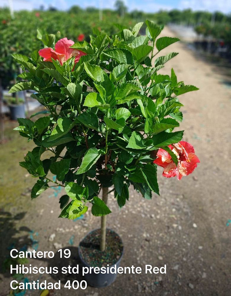 hibiscus-president-red