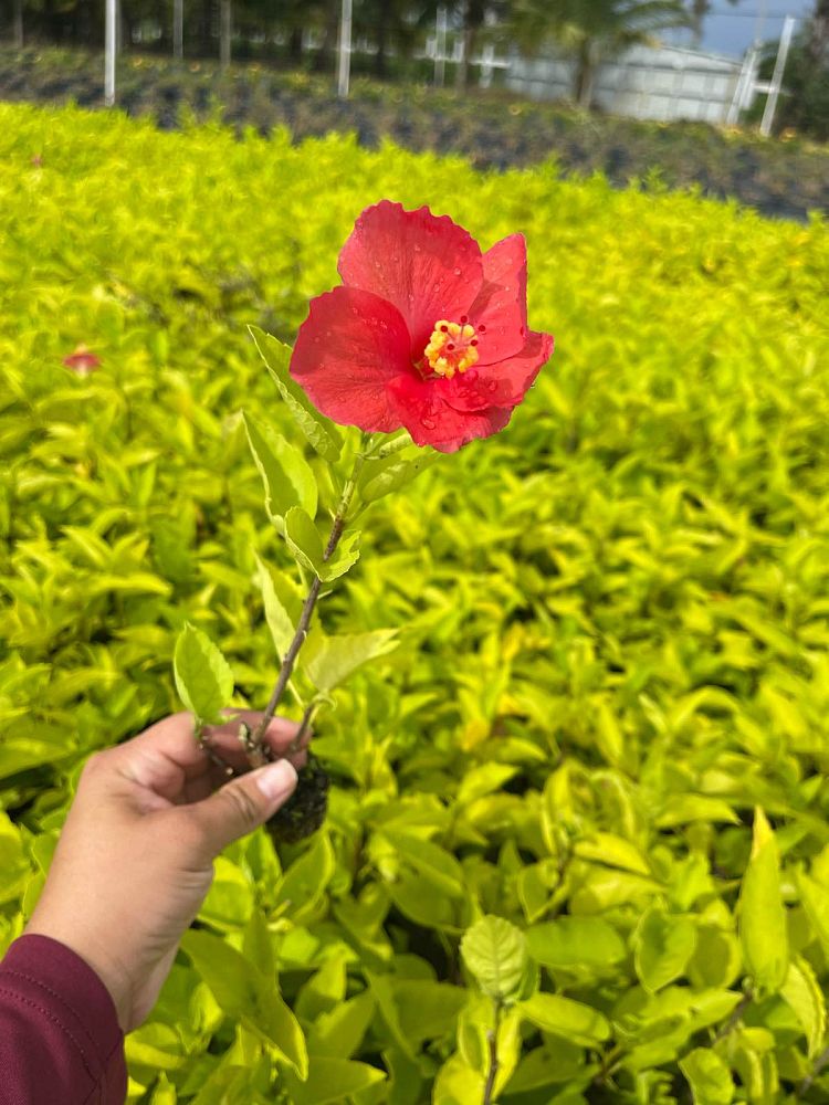 hibiscus-president-red