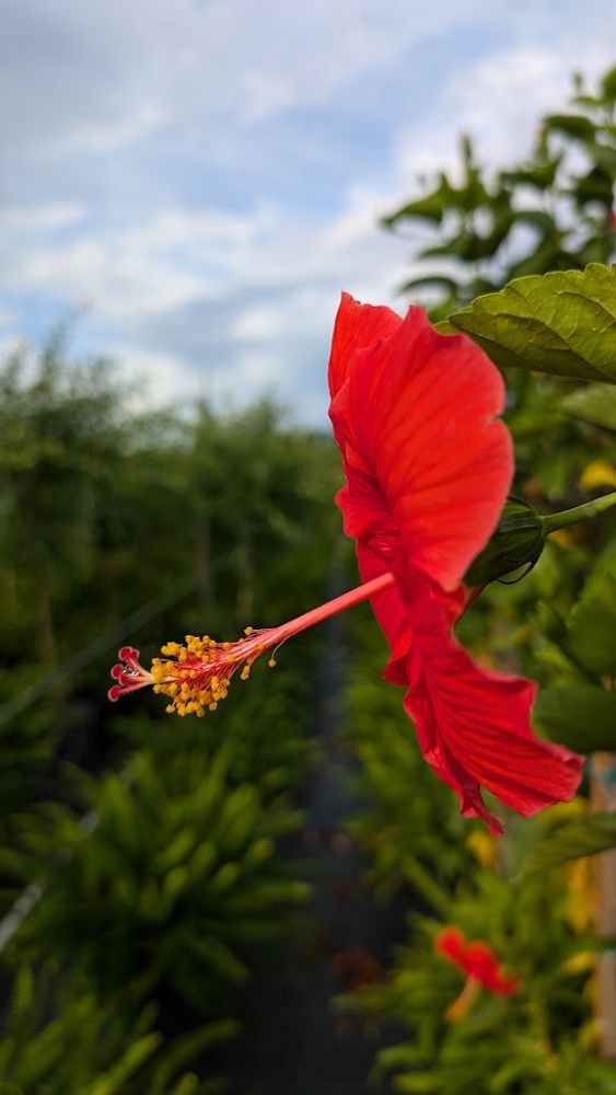 hibiscus-president-red