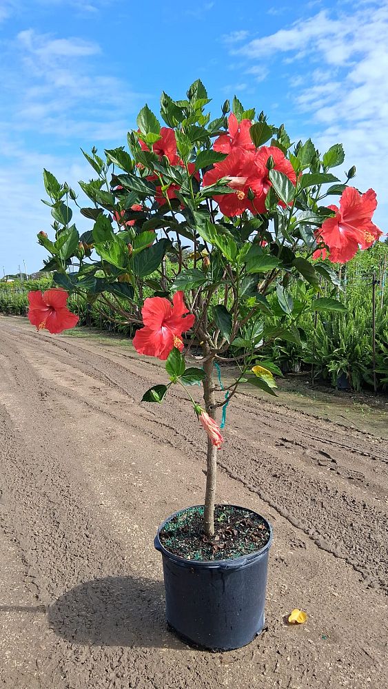 hibiscus-president-red