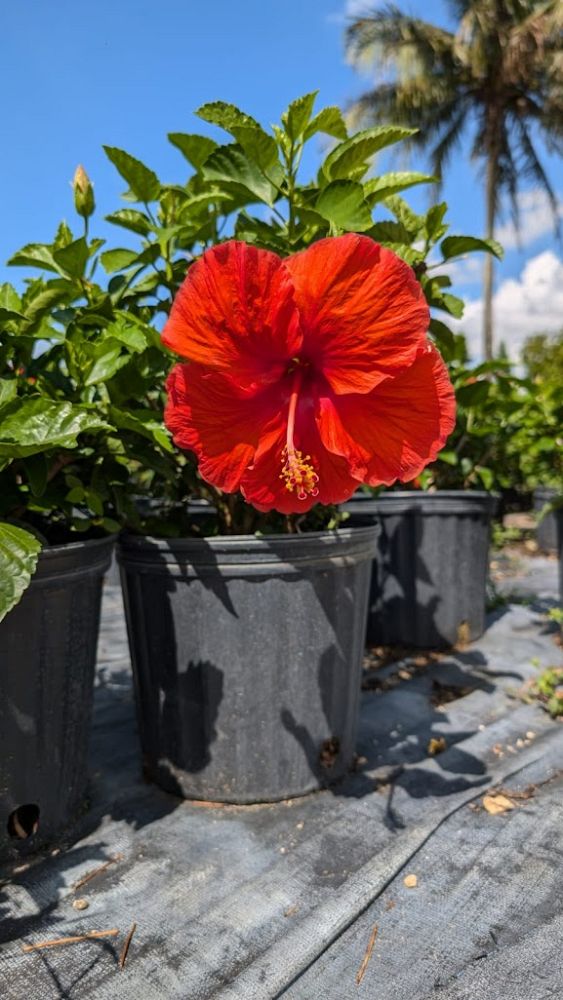 hibiscus-president-red