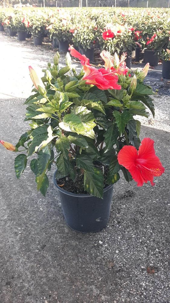 hibiscus-president-red