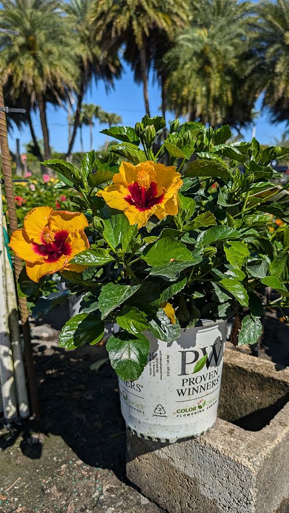 hibiscus-proven-winners-hollywood-golden-globe