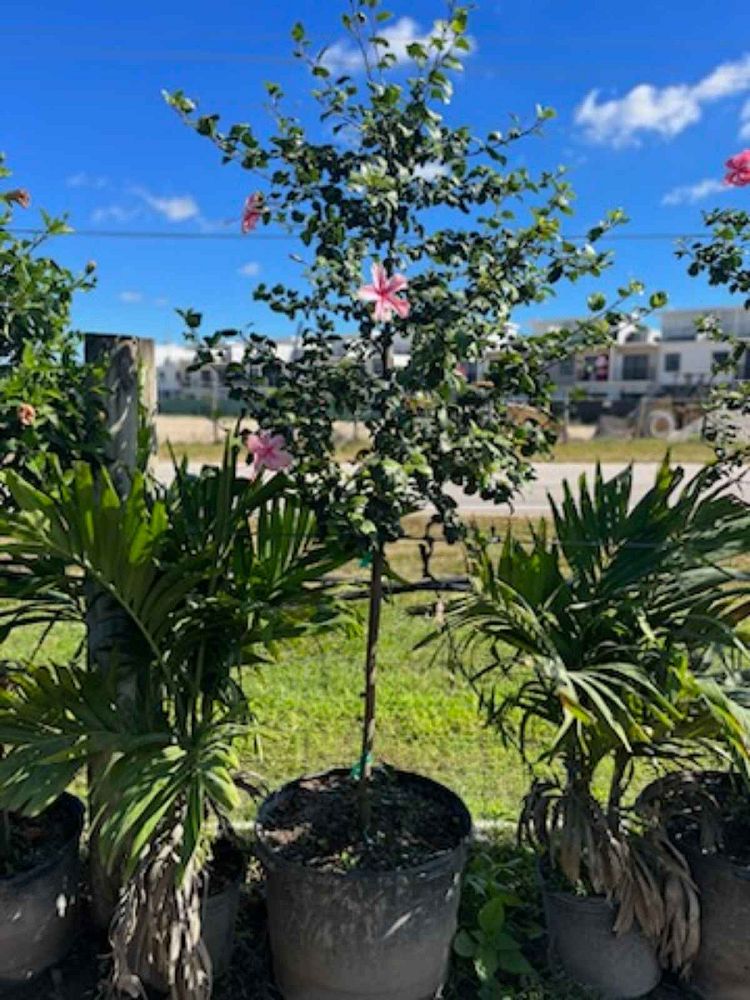 hibiscus-rosa-sinensis-anderson-crepe-tropical-hibiscus