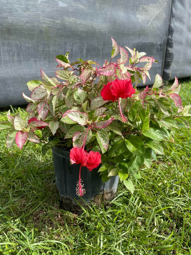 hibiscus-rosa-sinensis-cooperi-tropical-hibiscus