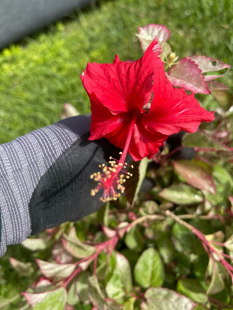 hibiscus-rosa-sinensis-cooperi-tropical-hibiscus