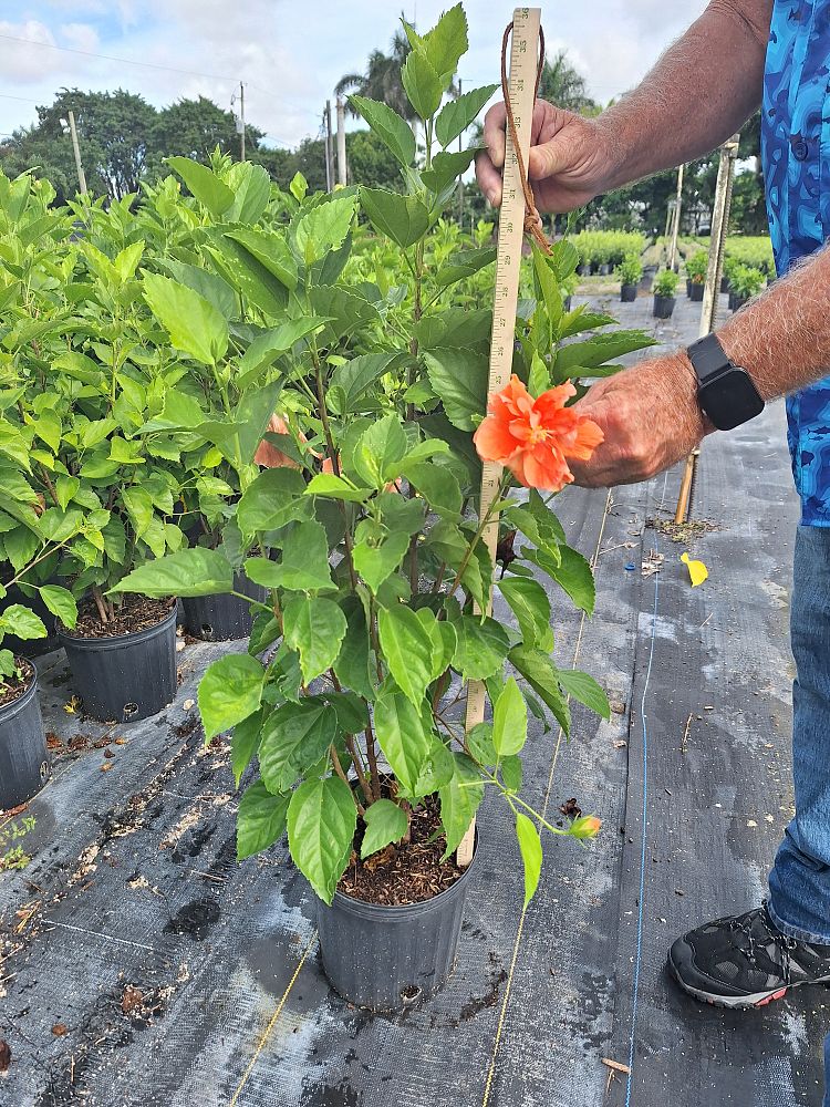 hibiscus-rosa-sinensis-double-orange-tropical-hibiscus