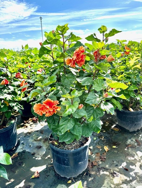 hibiscus-rosa-sinensis-double-peach-tropical-hibiscus