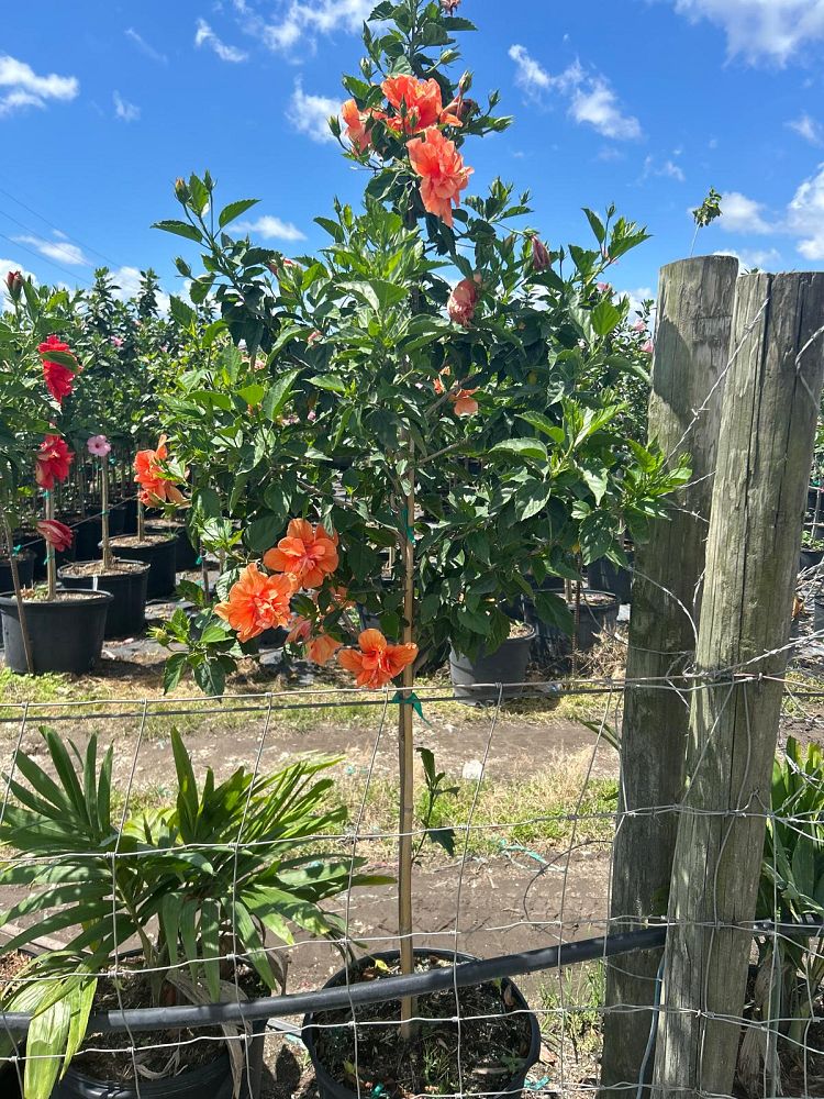 hibiscus-rosa-sinensis-double-peach-tropical-hibiscus