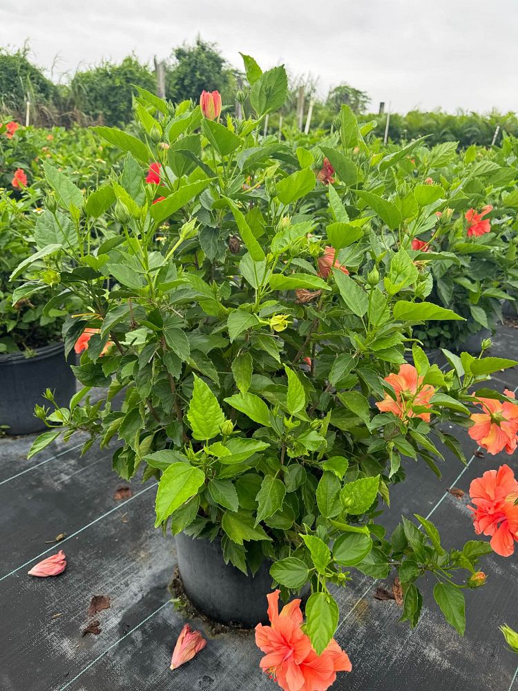 hibiscus-rosa-sinensis-double-peach-tropical-hibiscus