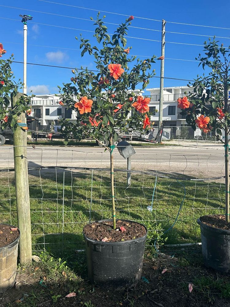 hibiscus-rosa-sinensis-double-peach-tropical-hibiscus