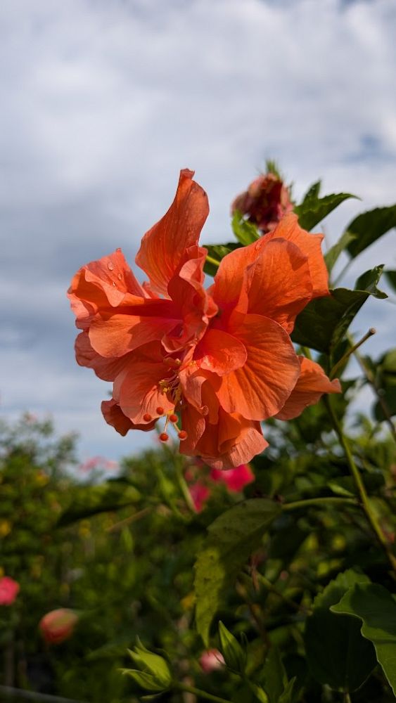 hibiscus-rosa-sinensis-double-peach-tropical-hibiscus