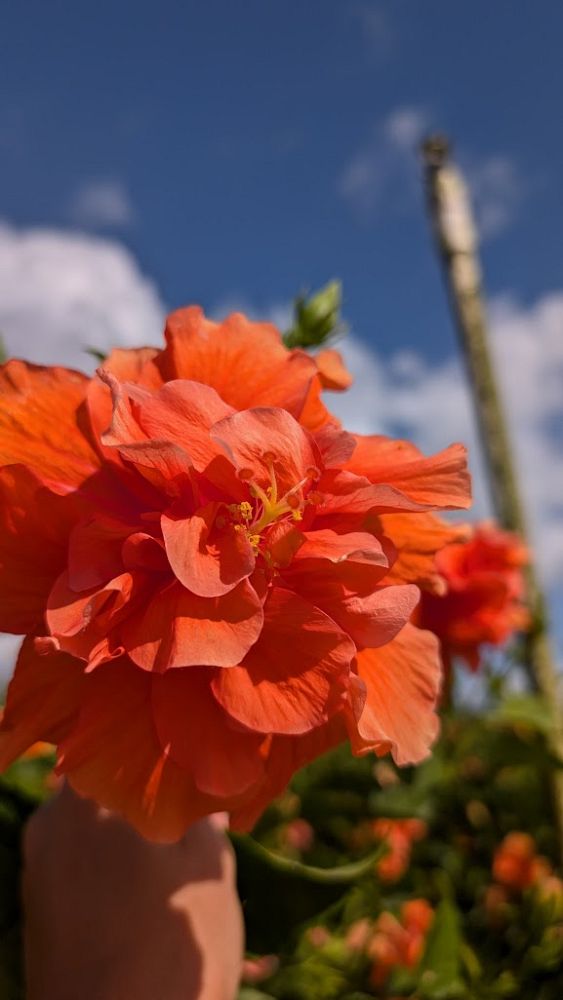 hibiscus-rosa-sinensis-double-peach-tropical-hibiscus