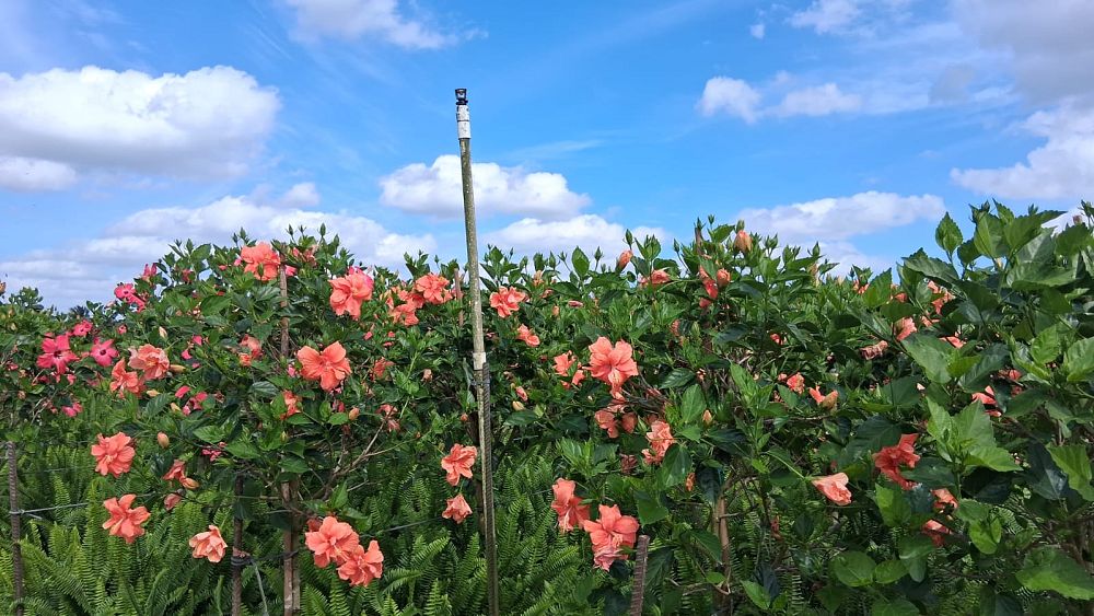 hibiscus-rosa-sinensis-double-peach-tropical-hibiscus