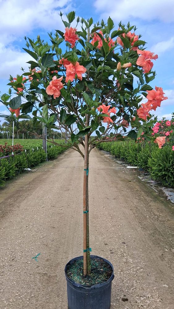 hibiscus-rosa-sinensis-double-peach-tropical-hibiscus