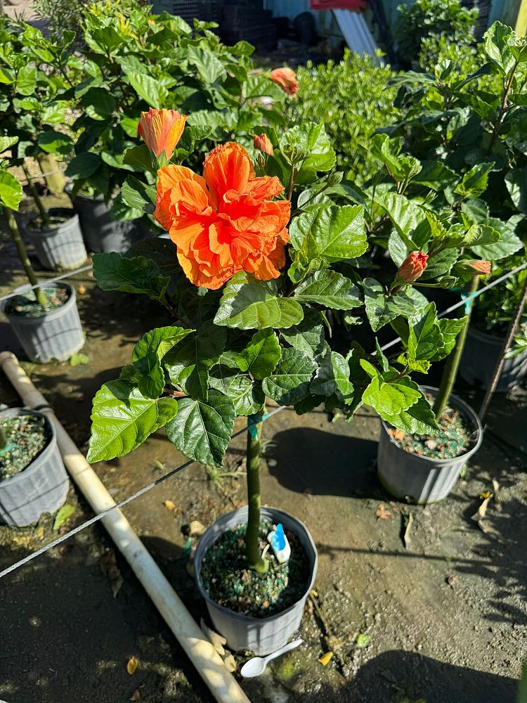 hibiscus-rosa-sinensis-double-peach-tropical-hibiscus